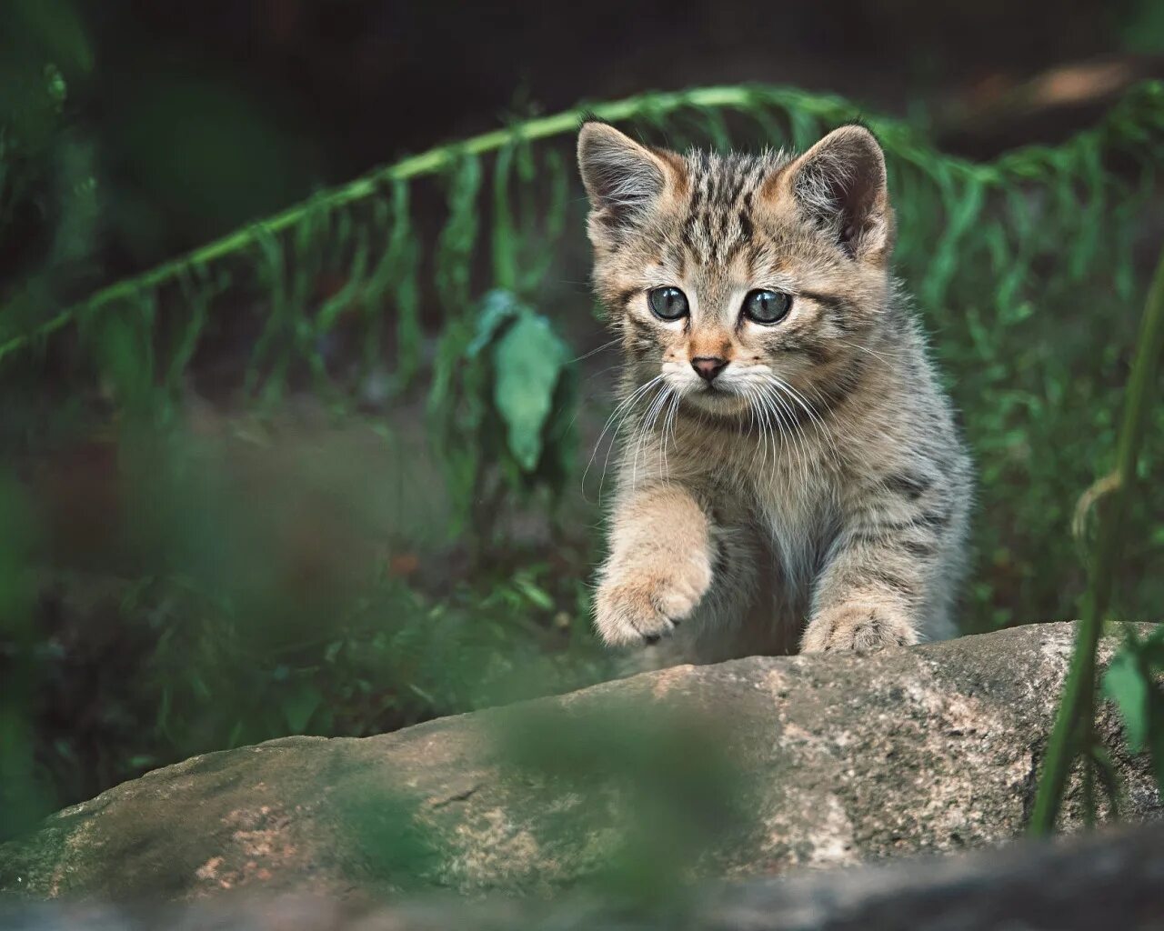 Котенок лесной кошки фото Скачать обои кот, поза, темный фон, котенок, малыш, дикий, лесной, раздел кошки 