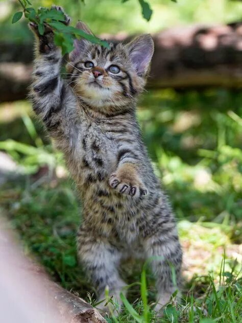 Котенок лесной кошки фото 10 популярных идей на тему "kitten playing" для вдохновения