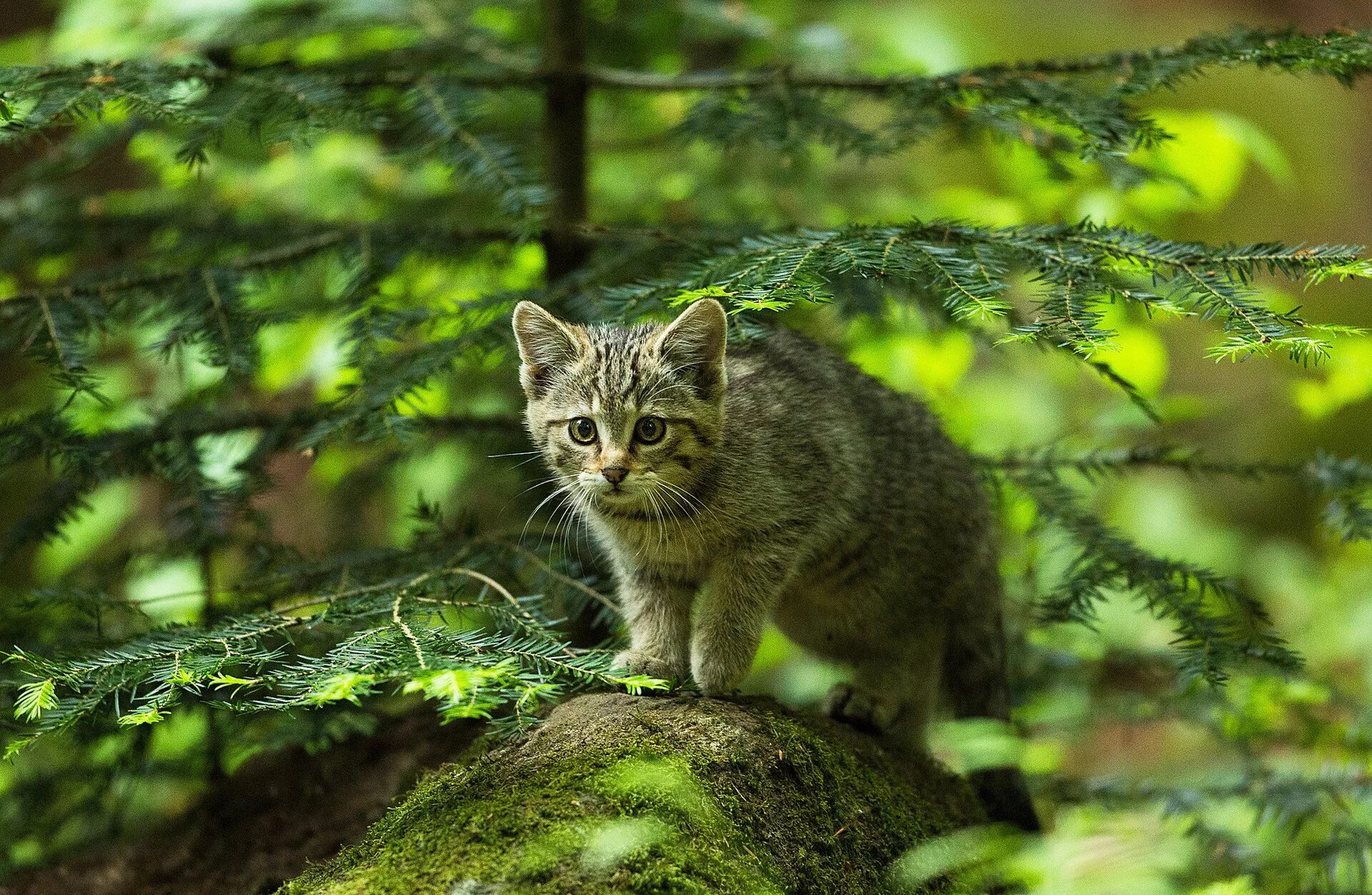 Котенок лесной кошки фото Кот и новогяя ель обои на телефон