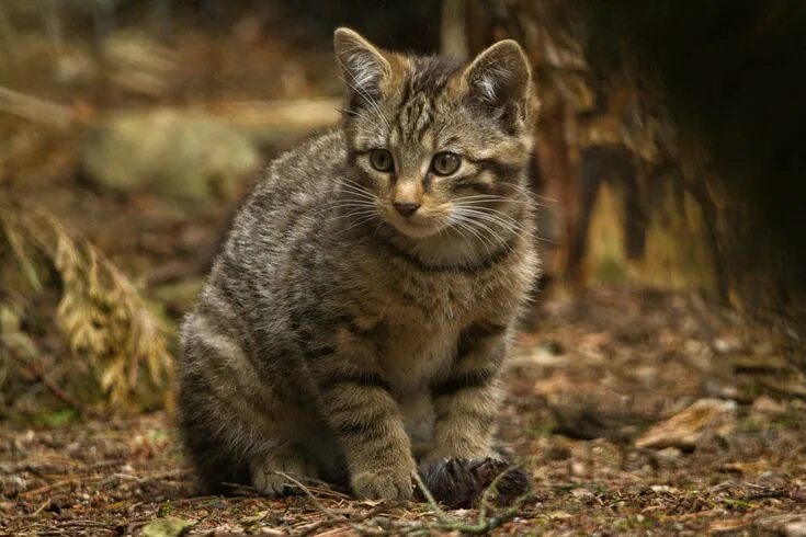 Котенок лесной кошки фото Scottish Wild Cats - - Yahoo Image Search results Красивые кошки, Кот, Кошки