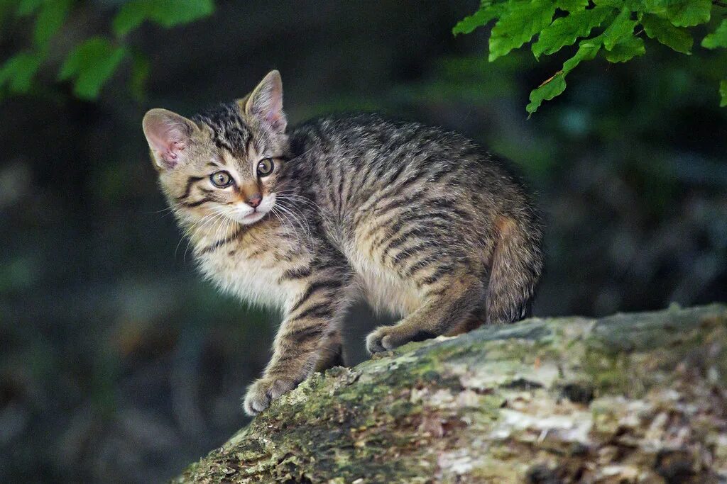 Котенок лесной кошки фото Kitten posing on the log A cute wildcat witten posing on t. Flickr