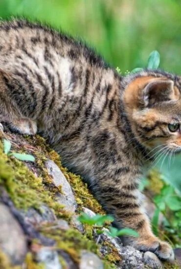 Котенок лесной кошки фото Лесная кошка - 70 фото