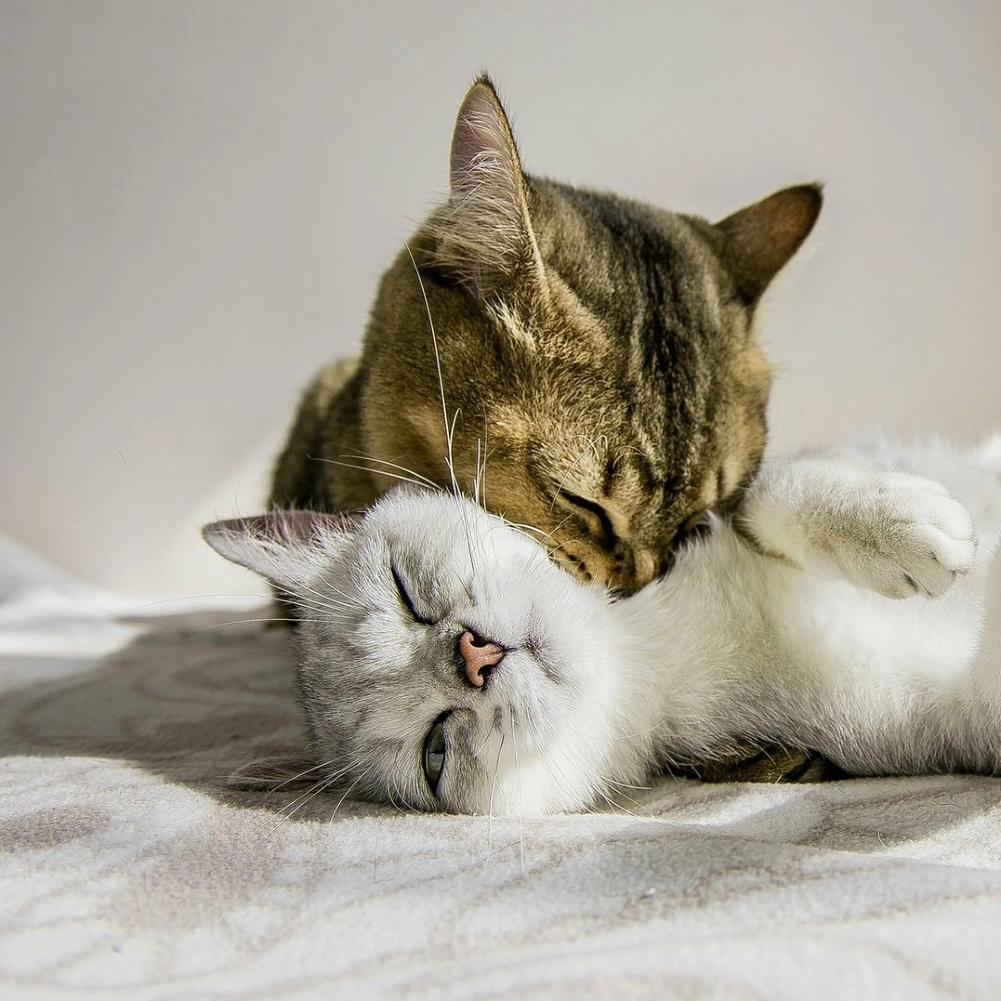 Котенок любимый фото Любимые коты и кошки: найдено 81 изображений