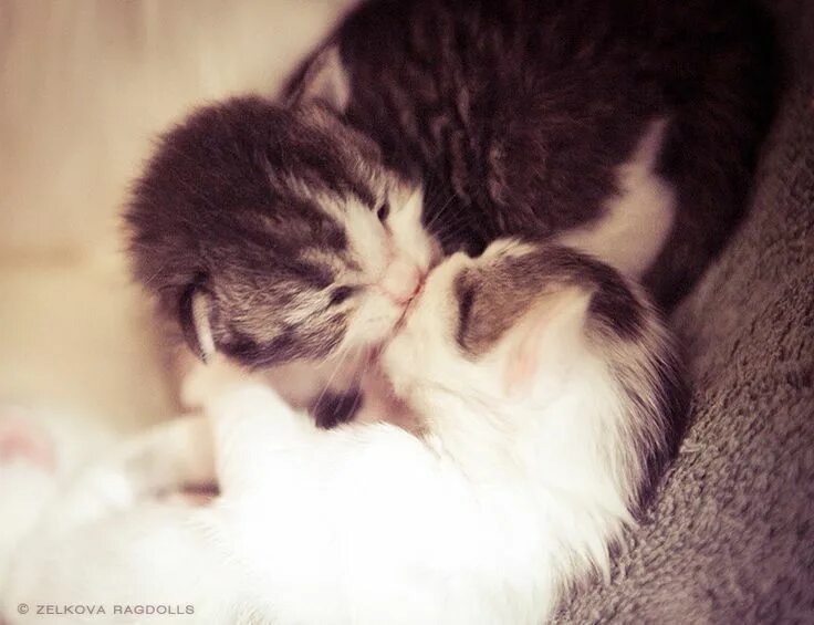 Котенок любимый фото Kitten kisses? Yes please! Cute animals kissing, Kitten love, Cats