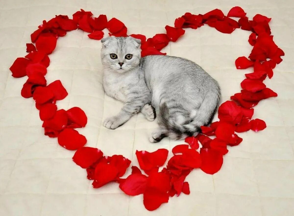 Котенок любимый фото Картинки Котенок с сердечком (29 шт.) - #8934