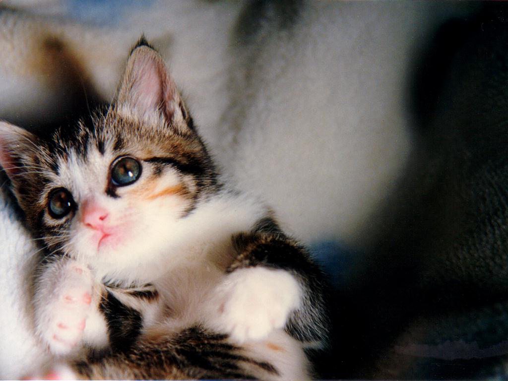 Котенок любимый фото Thinking to do something special - Imgur