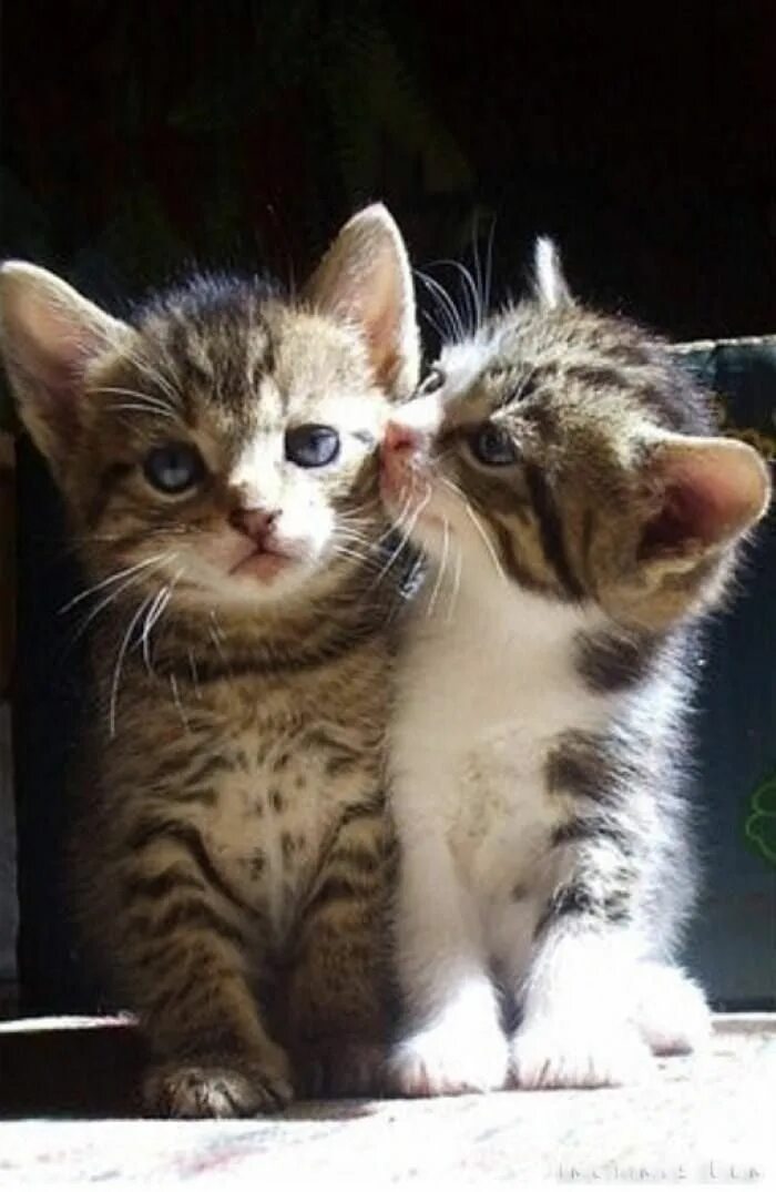 Котенок любимый фото CATS KITTENS KITTIES Kittens cutest, Funny animals, Cats