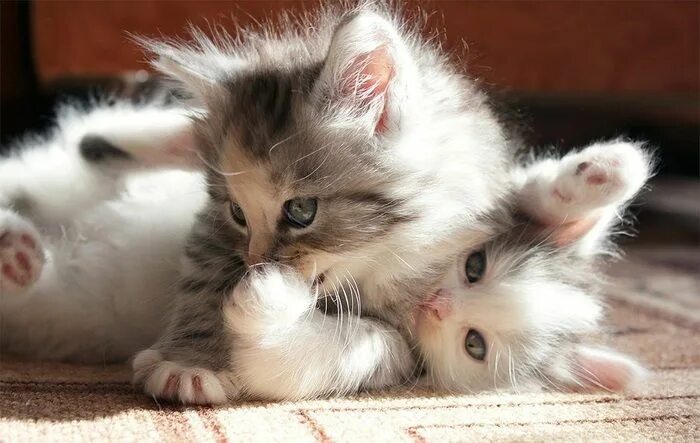 Котенок любимый фото Свежее Pretty cats, Beautiful cats, Kittens cutest