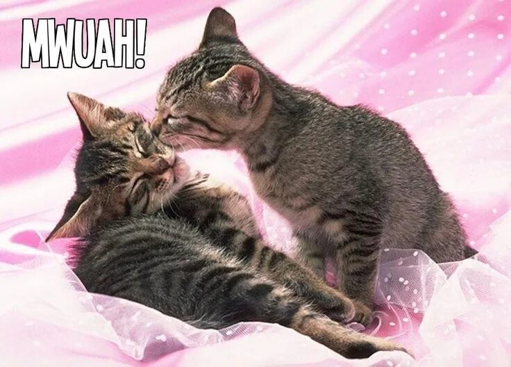 Котенок любимый фото Пин от пользователя Lela Sharrow на доске Great Animal Pics Котята, Милые котики