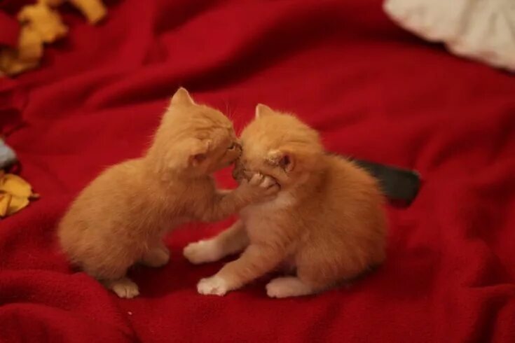 Котенок любимый фото Pin by Claudia on I am getting a kitty one day. Funny animal memes, Funny animal