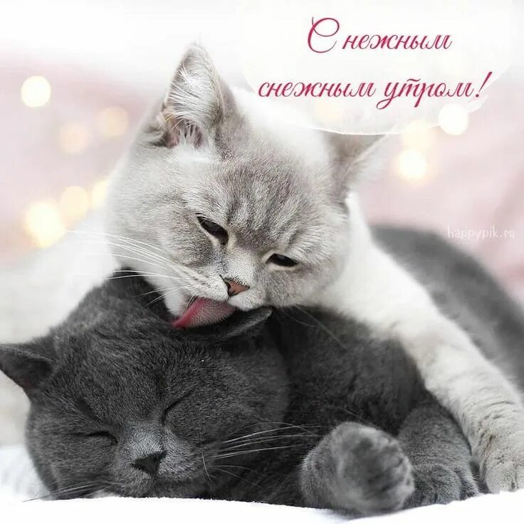 Котенок любимый фото Пин от пользователя Ольга Чернега на доске Доброе утро в 2023 г Доброе утро, Жив