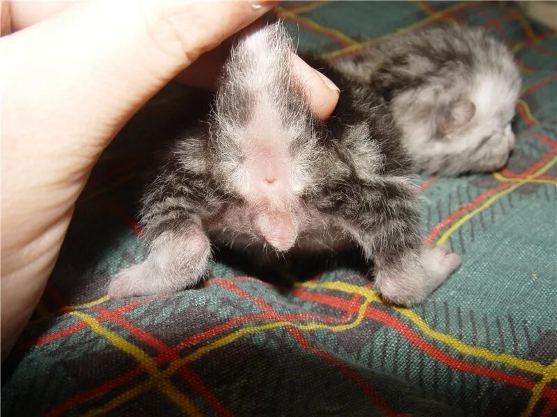 Котенок мальчик фото определить Как определить пол котенка и отличить кота от кошки в раннем возрасте?