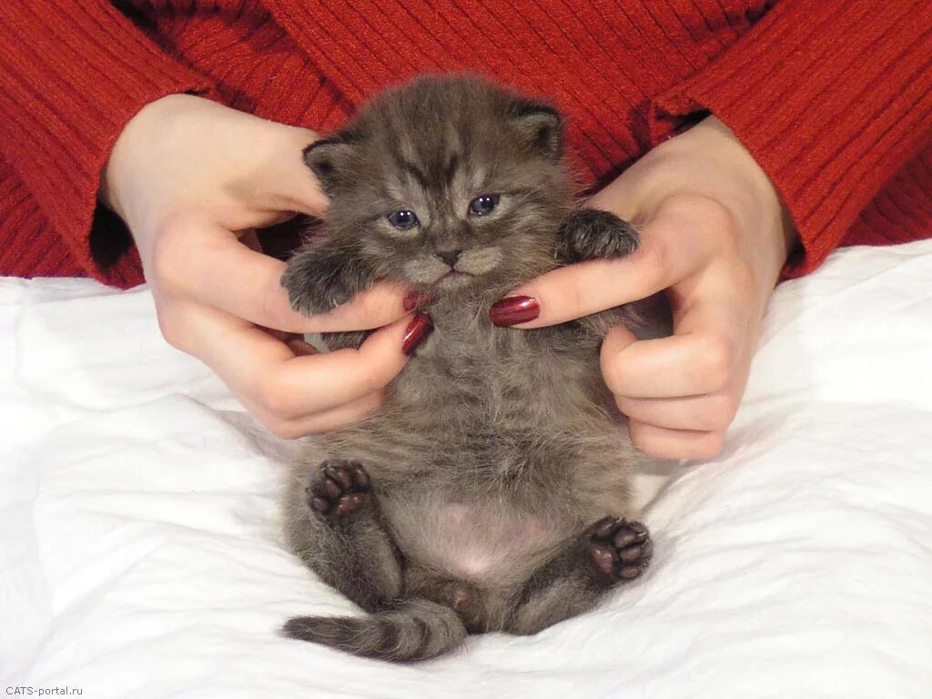 Котенок мальчик фото в месяц Фотогалерея "Просто котята" - "Мальчик или девочка?" - Фото котят