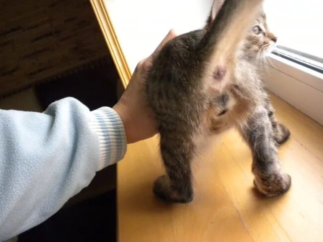 Котенок мальчик фото в месяц Как отличить котенка мальчика от девочки в картинках в 1 месяц: Как у котят опре