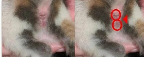 Котенок мальчик или девочка фото SOS!!!!! Котята-малышата в опасности! Двоих уже не стало... (Скорая помощь котам
