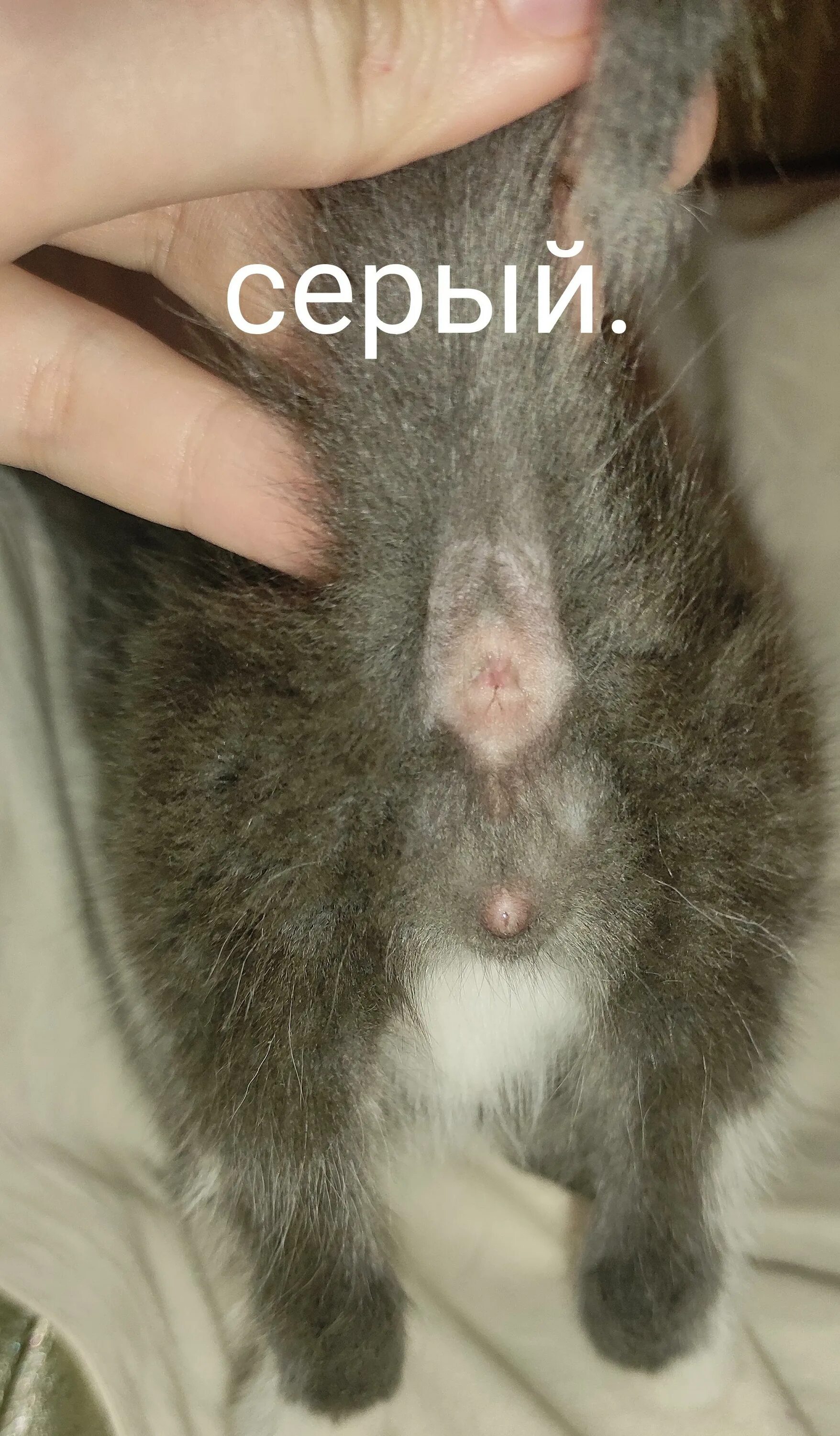 Котенок мальчик или девочка фото Помогите определить пол котят, бесплатная консультация ветеринара - вопрос задан