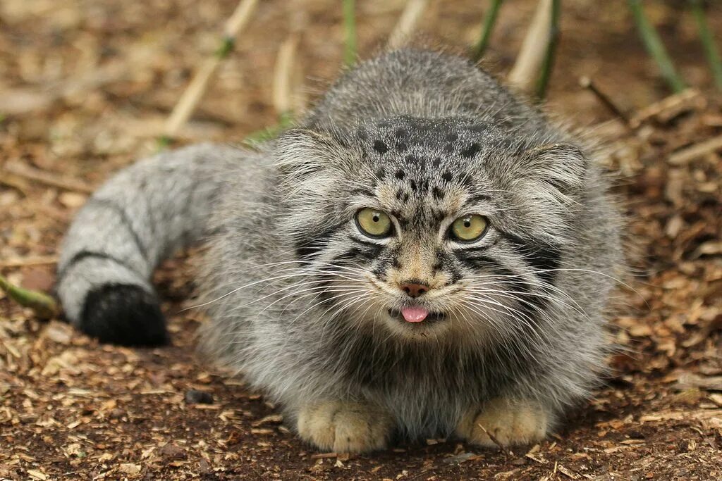 Котенок манула фото Pallas’s Cat (by Roger Wasley) Красивые кошки, Котята, Кошки и котята