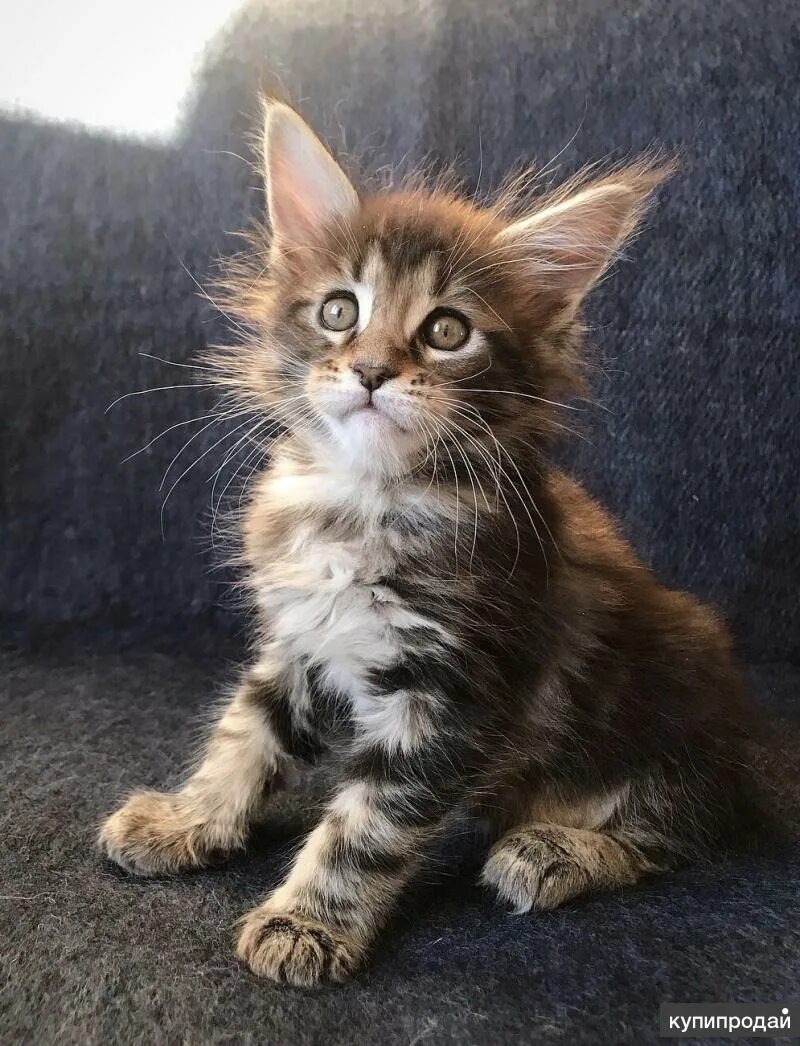Котенок майкуна месяц фото Мейн-кун котята в Челябинске