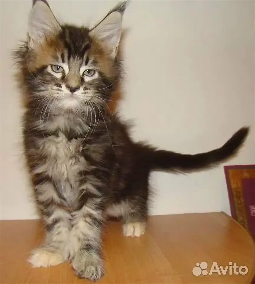 Котенок майкуна месяц фото Мейн-кун котёнок купить в Барнауле Животные и зоотовары Авито