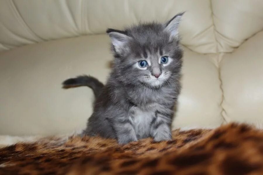Котенок майкуна месяц фото Фотографии кошек мейн-кун, фотографии котят мейн кунов - Coon Way Isey