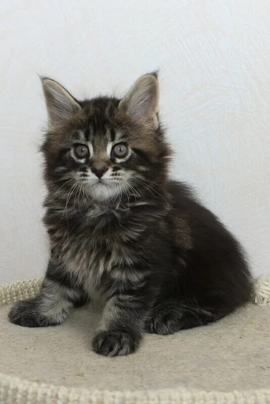 Котенок майкуна месяц фото IMPERIAL COON - помёт Е - ELEPHANT ELF ELLIE EYRE - Слон, Эльф, Элли, Эйре