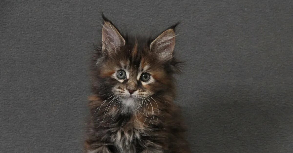 Котенок майкуна месяц фото Кот мейн кун котенок - найдено 89 картинок