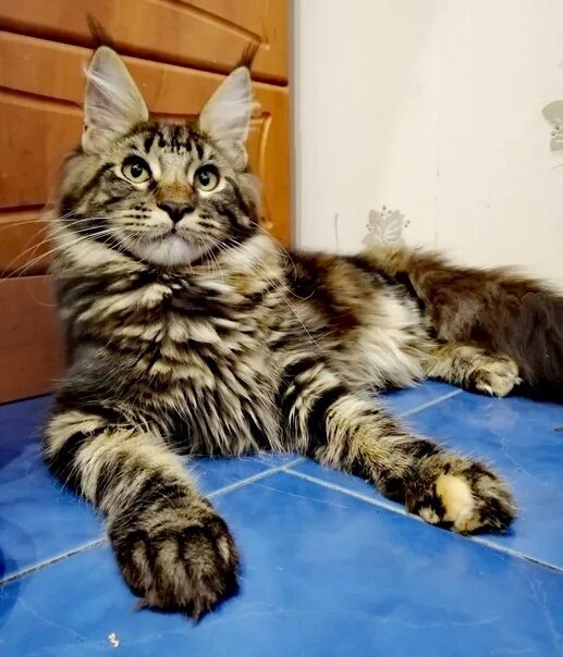 Котенок майкуна месяц фото Таблица веса мейн-куна по месяцам ВКонтакте
