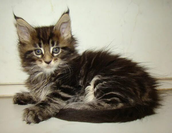 Котенок майкуна месяц фото Питомник Мэйн кунов Catsvill County, Мейнкун ласковый гигант, котята мейн куны, 