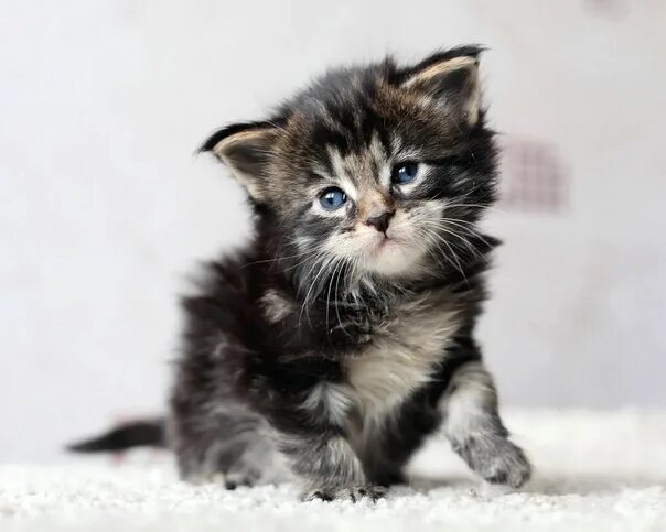Котенок майкуна месяц фото Фотографии на стене сообщества - 80 фотографий ВКонтакте