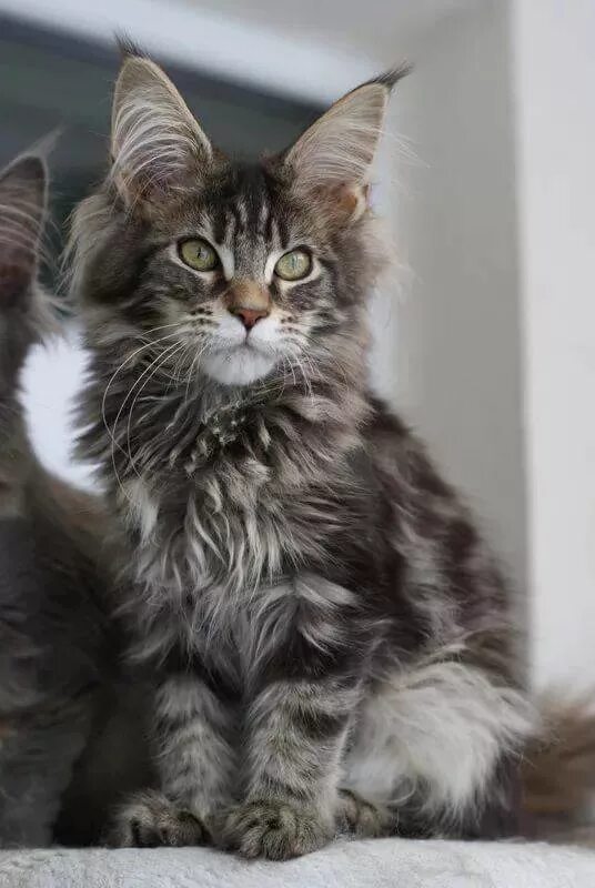 Котенок майкуна месяц фото Мейн куны трех