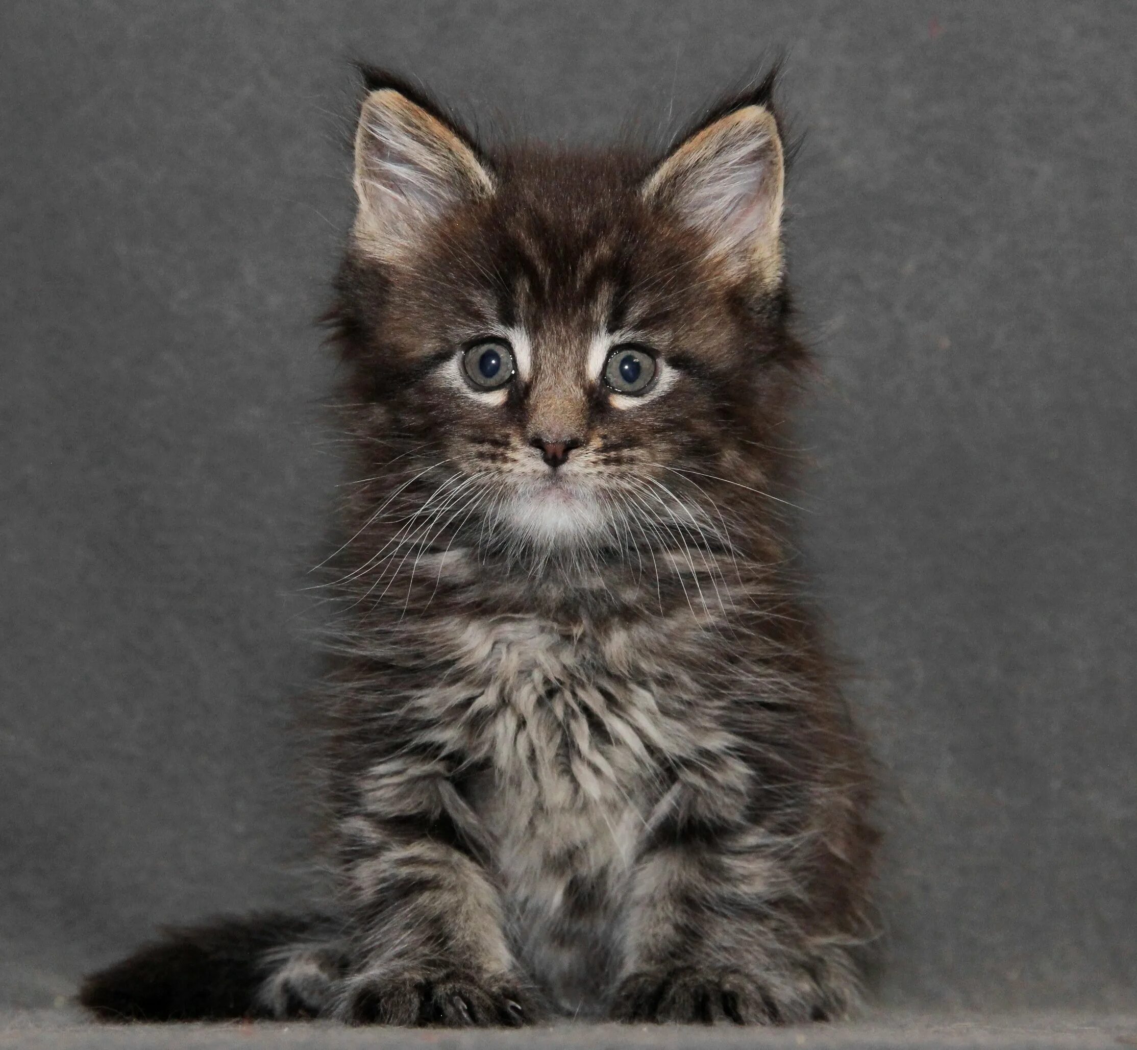 Котенок майкуна месяц фото Котенок смесь мейн кун