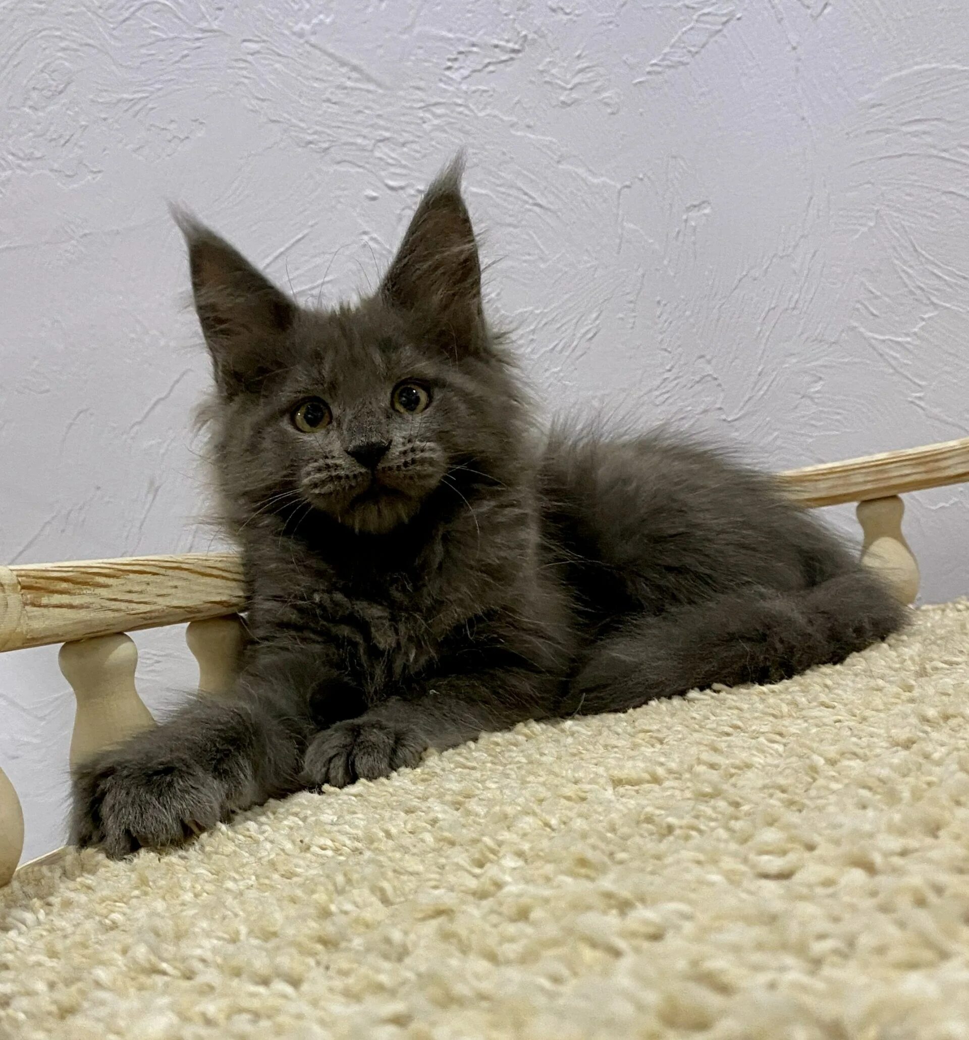 Котенок майкуна месяц фото Котята мейн кун 2 месяца