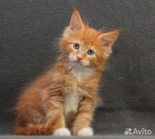 Котенок майкуна месяц фото Роскошные сибирские мальчишки купить в Самаре Животные и зоотовары Авито
