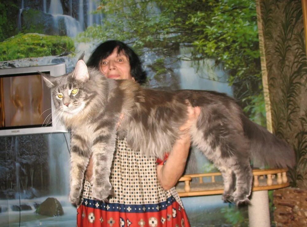 Котенок майкуна цена фото Крутые котята мейн куны (серебро,мрамор) - купить с рук, город Москва
