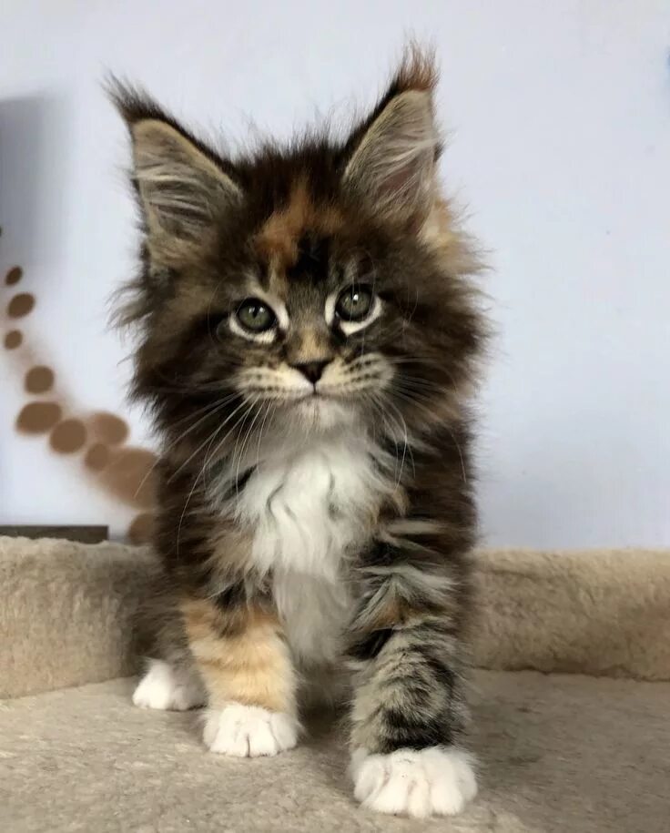 Котенок майкуна цена фото Пин от пользователя Steve Durkett на доске Feline