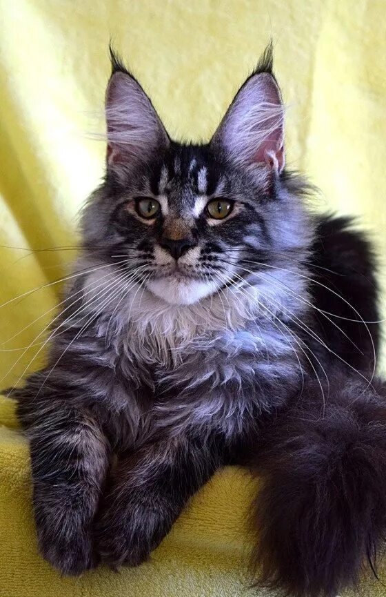 Котенок майкуна цена фото Кошка мейн кун авито: найдено 84 изображений