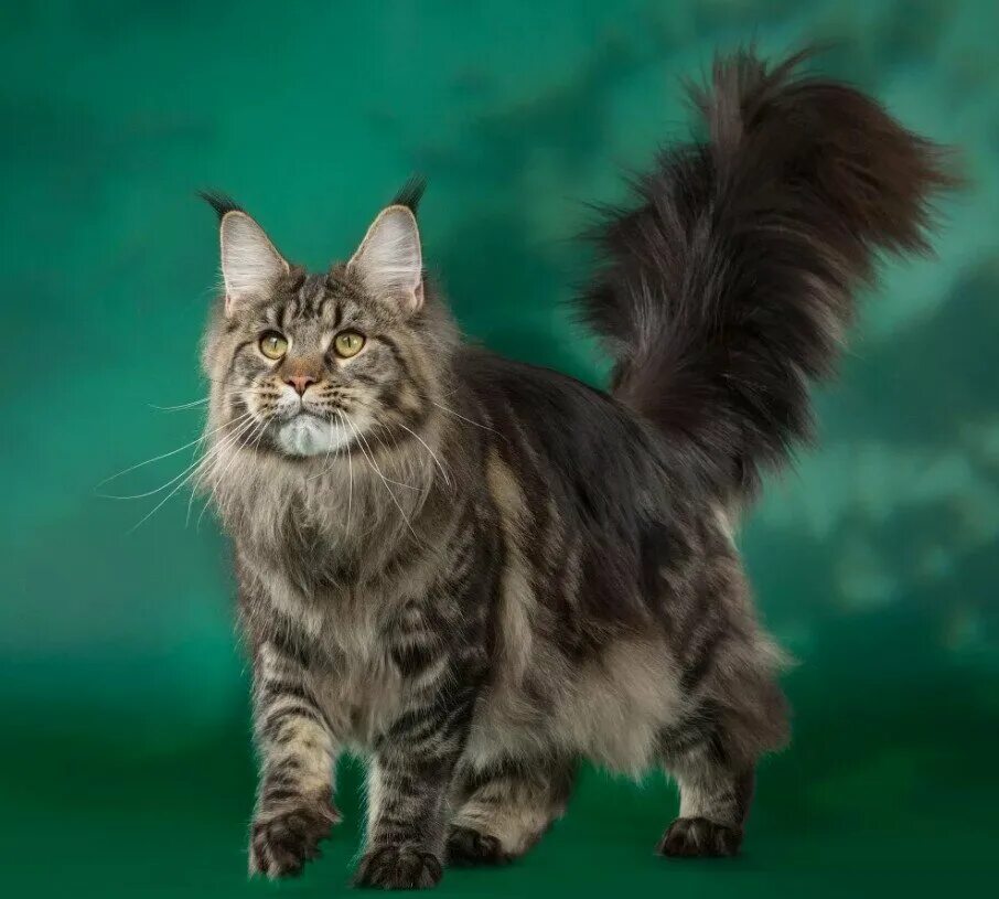 Котенок майкуна цена фото Самые большие кошки в мире. 7 домашних пород Все про кошек и много интересного Д