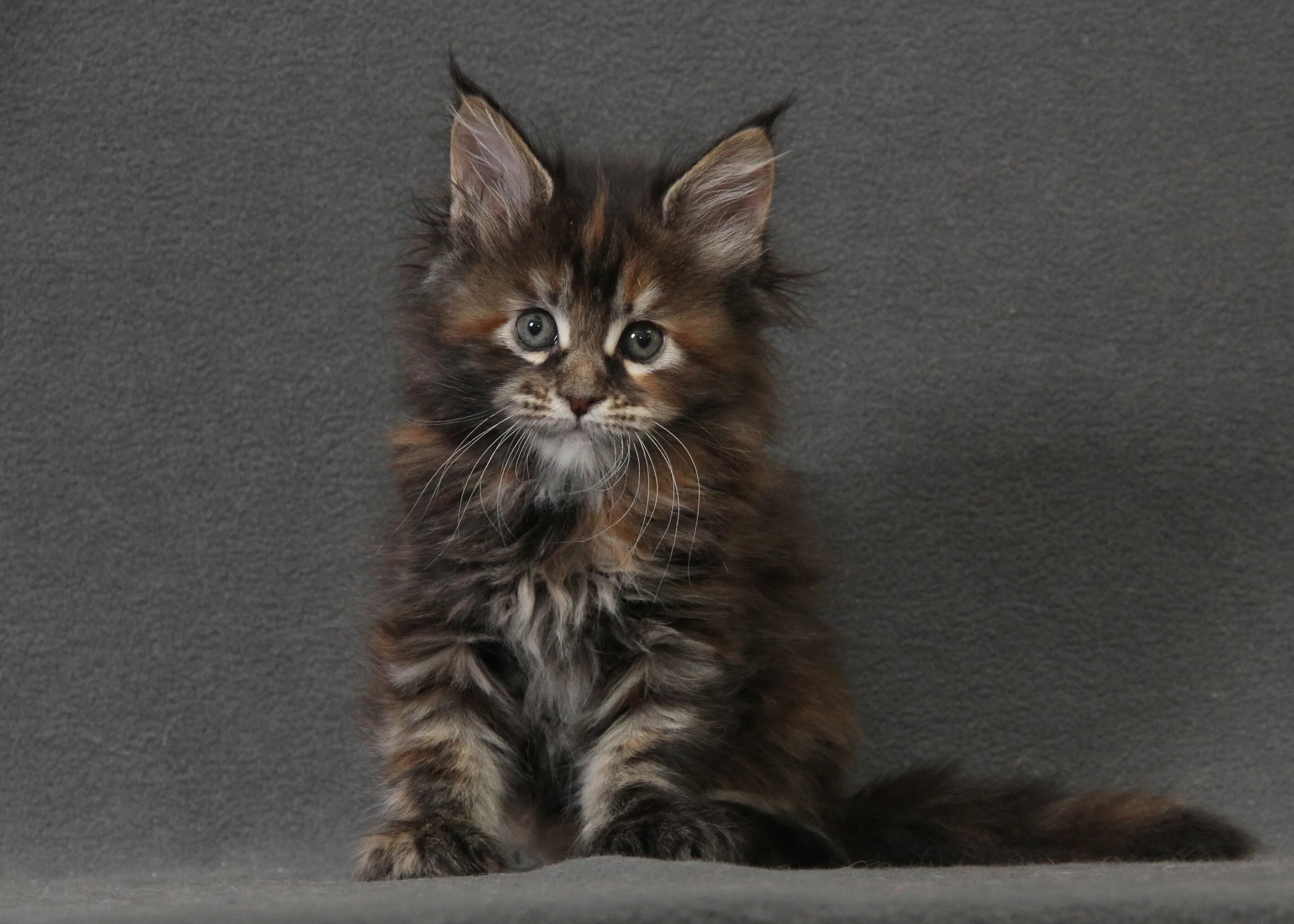 Котенок майкуна цена фото Мейн кун недорого 58 фото - ZooClever.ru