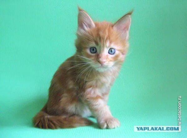 Котенок мейн кун 1 месяц фото Пр корма для кошек. Рассуждения - ЯПлакалъ