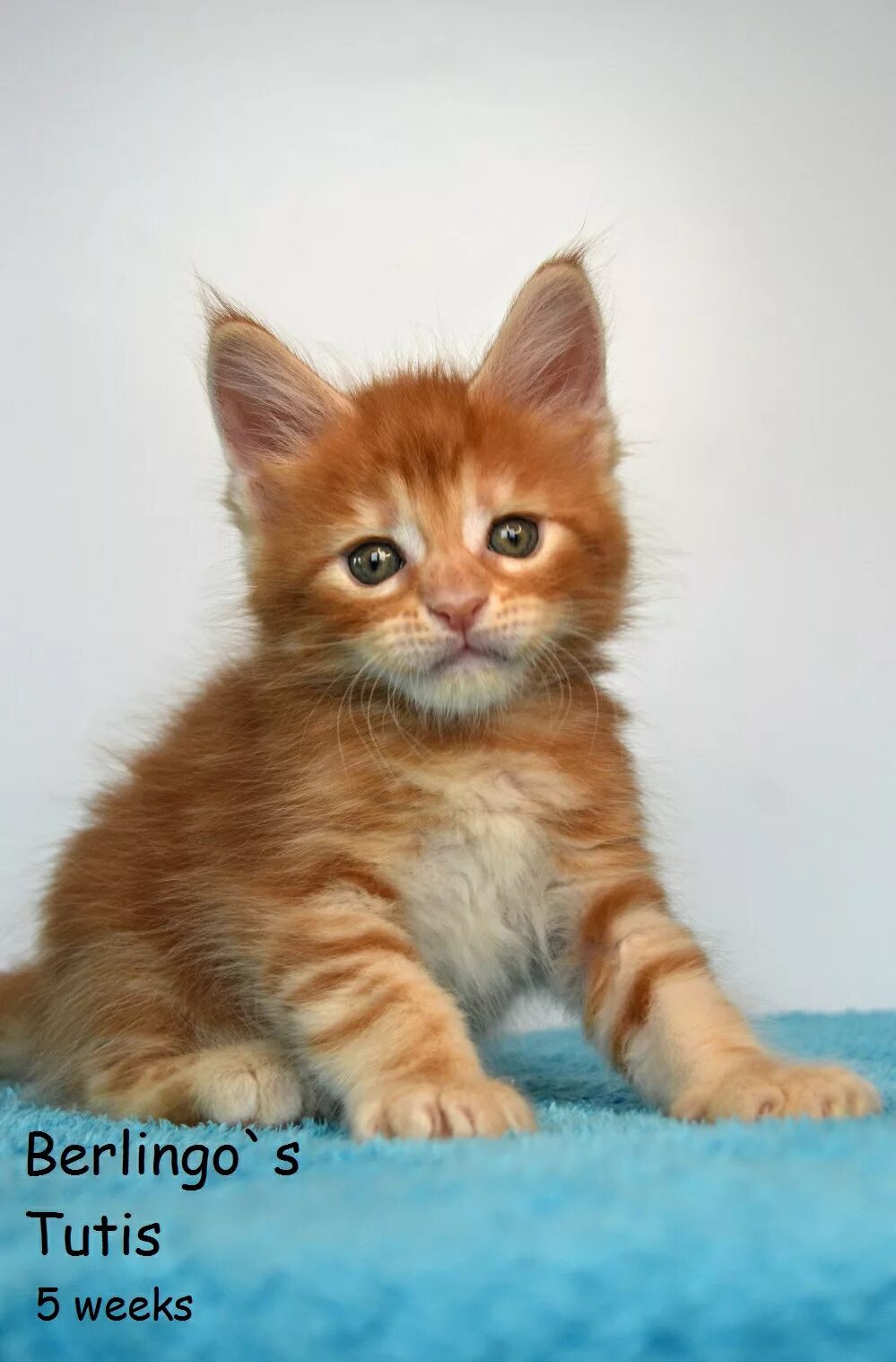 Котенок мейн кун 1 месяц фото Tutis - Berlingo Coon