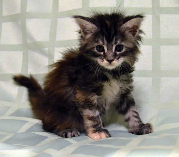Котенок мейн кун 1 месяц фото Pin auf Cute cats and kittens