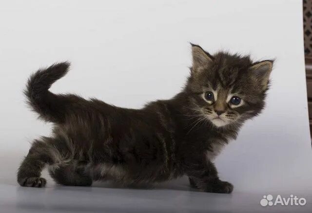 Котенок мейн кун 1 месяц фото Очаровательные котята крупной породы кошек мейнкун купить в Казани Животные и зо