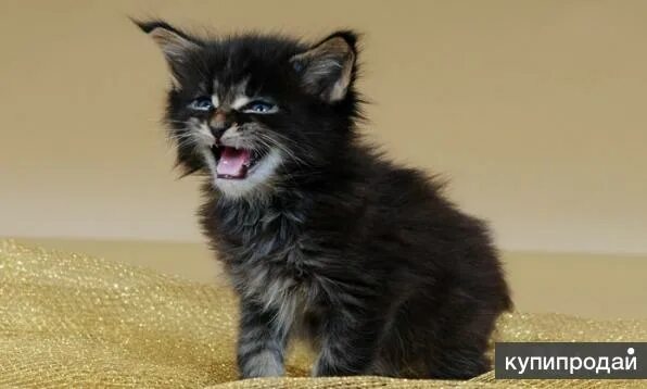 Котенок мейн кун 1 месяц фото Мейн-кун в Санкт-Петербурге