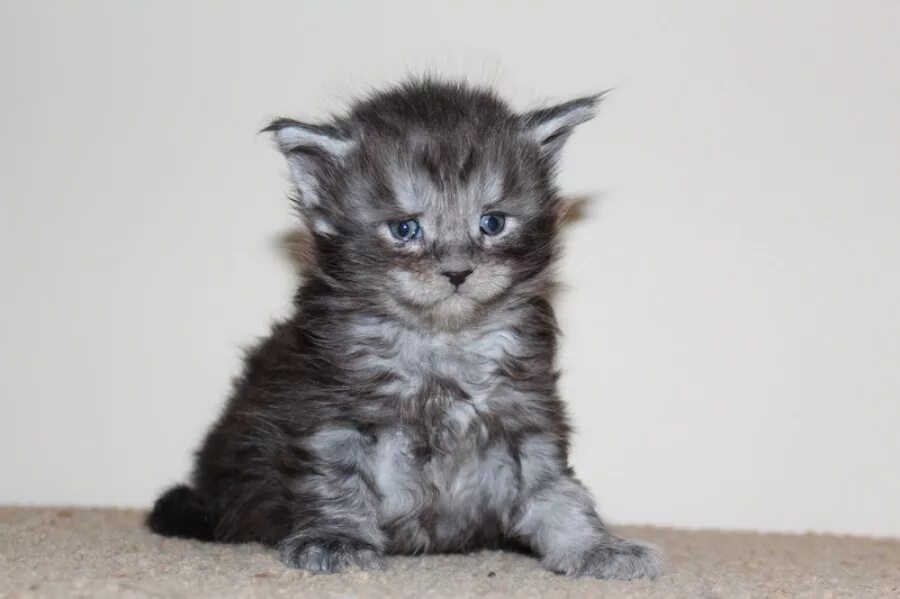 Котенок мейн кун 1 месяц фото Фотографии кошек мейн-кун, фотографии котят мейн кунов - Новый альбом