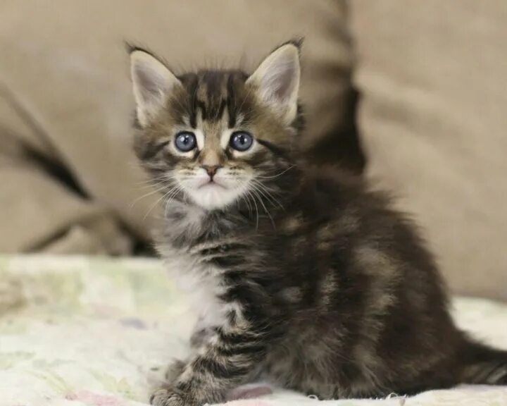 Котенок мейн кун 1 месяц фото Девочка мейн-кун - купить в Калуге, цена 2 000 руб., продано 23 сентября 2018 - 