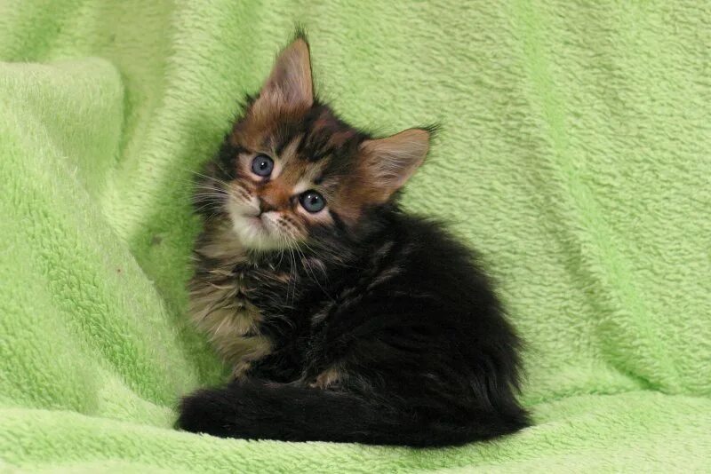 Котенок мейн кун 1 месяц фото Котенок мейн кун 5 месяцев: найдено 87 картинок