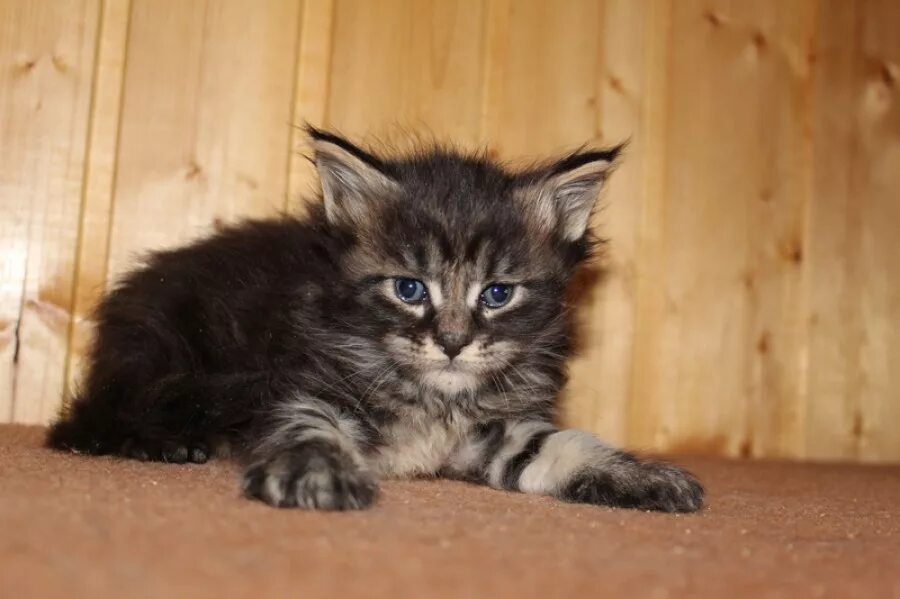 Котенок мейн кун 1 месяц фото Фотографии кошек мейн-кун, фотографии котят мейн кунов - Coon Way Marsel