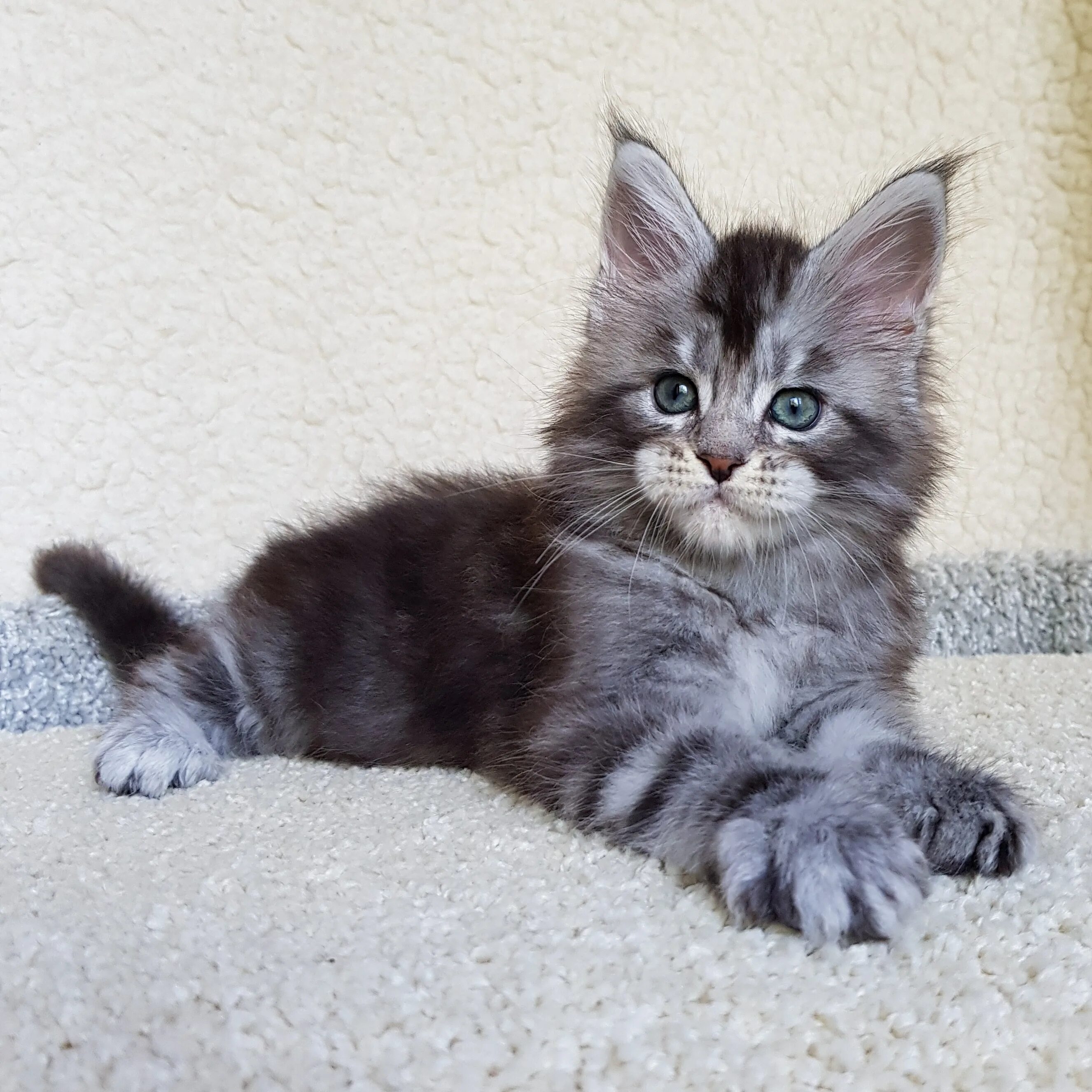 Котенок мейн кун 2 месяца фото IMG_20190726_144055_044 - LakshEStar