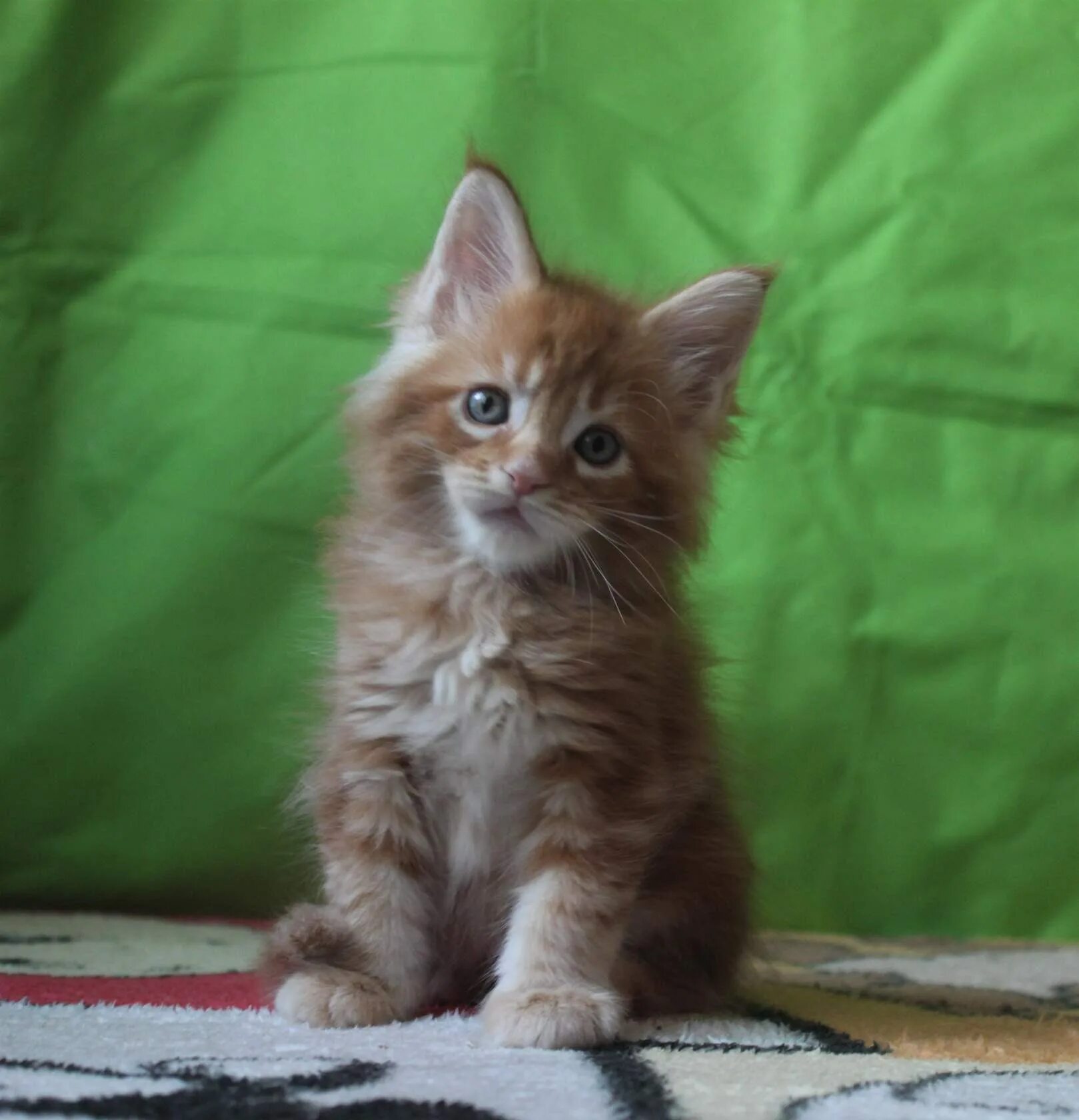 Котенок мейн кун 2 месяца фото Котенок в 2 5 месяца