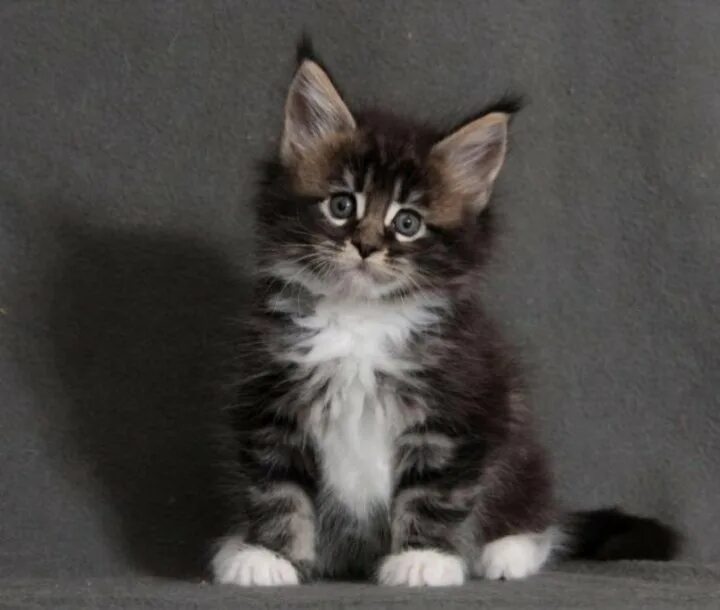 Котенок мейн кун 2 месяца фото Неактивно